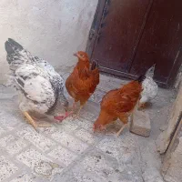 جوجه مرغ و خروس طاقچه