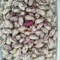 لوبیا چیتی اعلا