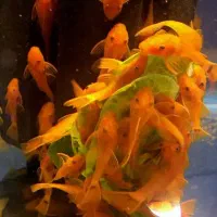 کت فیش لجن خوار مناسب پلنت دیسکس گوپی گیاهخوار