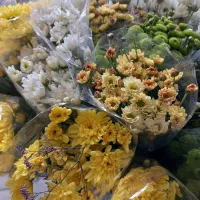 داوودی گلخونه