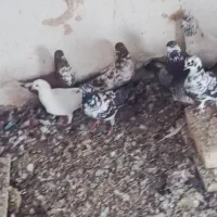 ۲۰تا ساعتی نرو ماده