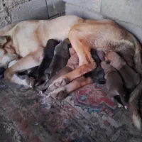 سگ ماده یک ساله پژدرعراقی