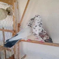 گرفتنی