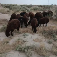 بره همو افشار