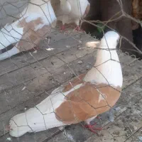 کبوتر