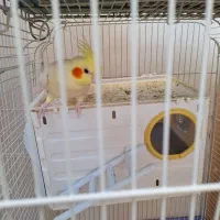 عروس هلندی سه ساله