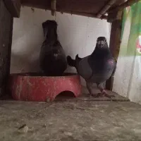 کبوتر