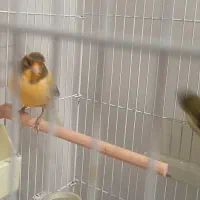 قناری نر و ماده یک جفت