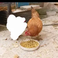 ۳عدد مرغ
