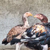 دوتا جوجه بزرگ دنگ بالا