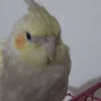 عروس هلندی ۶ ماهه نر با قفس و وسایل