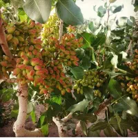 پیوند پسته
