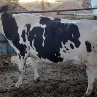 میش و بره