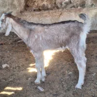کهره