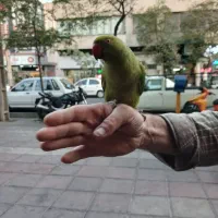 طوطی ملنگو پسته بسیار رام و دستی نر رقاص و بامزه