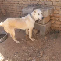توله سگ نر