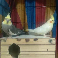 واگذاری عروس هلندی
