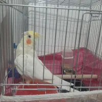 عروس هلندی و مرغ عشق