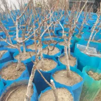 نهال|گل و گیاه طبیعی|خرمآباد, |دیوار