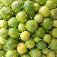 حراج لیمو تازه