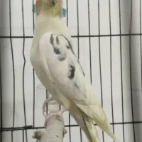 عروس هلندی نر ابلغ
