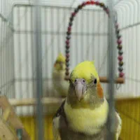عروس هلندی