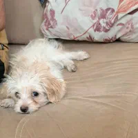 سگ قیمت ۳۵۰۰