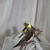 ۳ عدد جوجه  عروس هلندی خوشگل