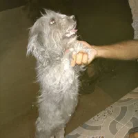 سگ پتی|سگ|خرامه, |دیوار