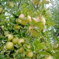 اجاره میوه سیب الو و شلیل  نقدا اجاره میکنم