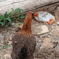 ۱ عدد مرغ تخم گذار