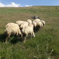 گوسفند مغانی