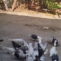 تعدادی کبوتر پرشی به فروش میرسد