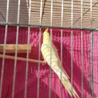 عروس هلندی دستی