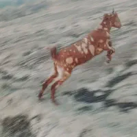 گوسفند
