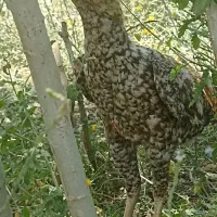 خروس لاری
