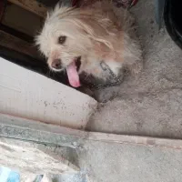 سگ معاوضه