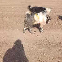 بز.بیگ.گم شده|حیوانات مزرعه|دزفول, |دیوار