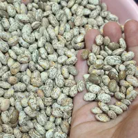 لوبیا چیتی ابلق(لرستان)