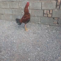 خروس لاری شش دانگ