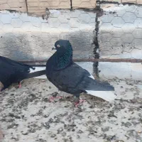 کفتر|پرنده|بم, |دیوار