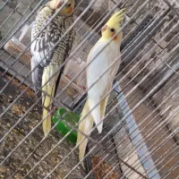 عروس هلندی آس جمع آوری