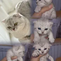 اسکاتیش سیلور