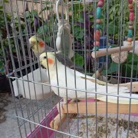 عروس هلندی و جوجه عروس هلندی