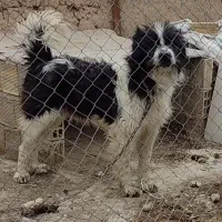 سگ گله