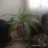 گل  سوسن عنکبوتی