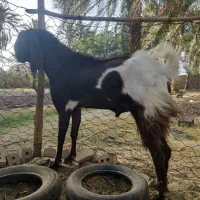 گوسفند‌فروشی
