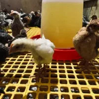 فروش جوجه۲ماهه وروزهای گلپایگانی