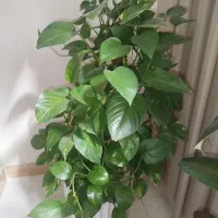 گل و گلدان گیاه پتوس