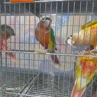 طوطی
